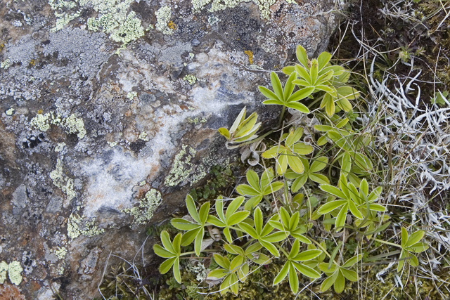 2011-07-04_17-29-21 island.jpg - Alpen-Frauenmantel (Alchemilla alpina)